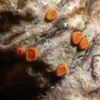 Caloplaca ferruginea s. lat.